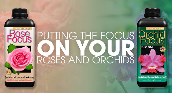 Putting the focus on your Roses and Orchids - Holland Horticulture