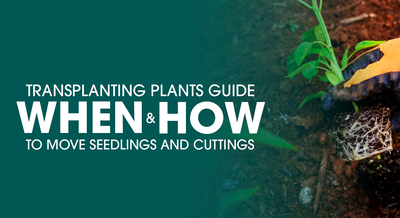 Transplanting Plants Guide: When & How to Move Seedlings