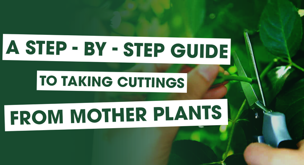 A Step-by-Step Guide to Taking Cuttings from Mother Plants - Holland Horticulture