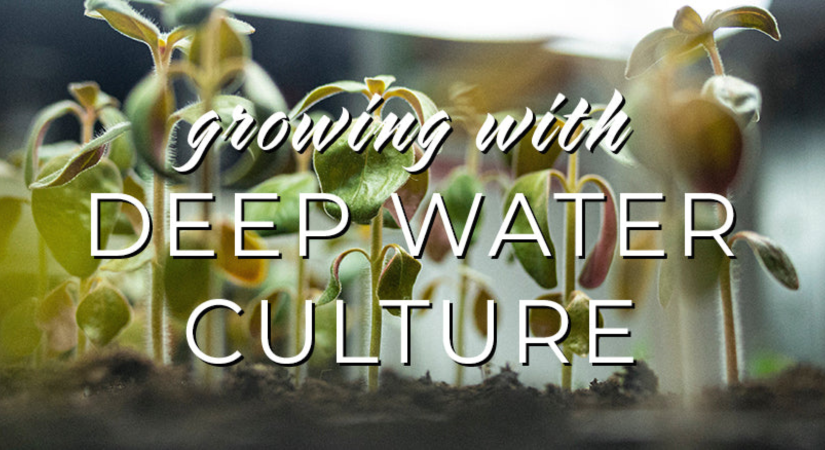 Growing with Deep Water Culture Blog Image