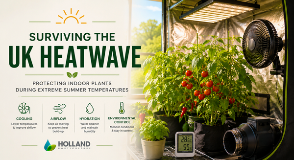 How to Protect Indoor Plants During a UK Heatwave: Summer Growing Guide - Holland Horticulture
