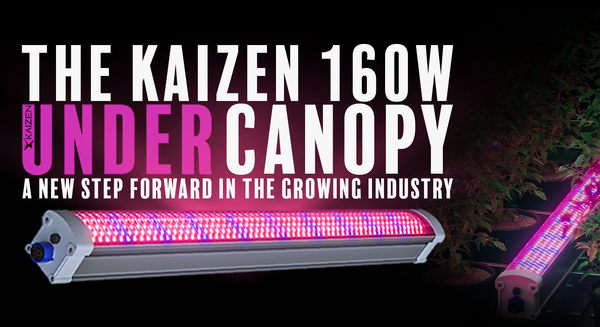 The Kaizen 160W Under Canopy LED Light: A New Step Forward in the Growing Industry - Holland Horticulture