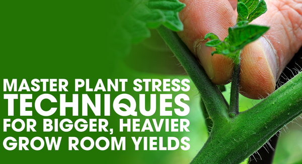 Master Plant Stress Techniques for Bigger, Heavier Grow Room Yields - Holland Horticulture