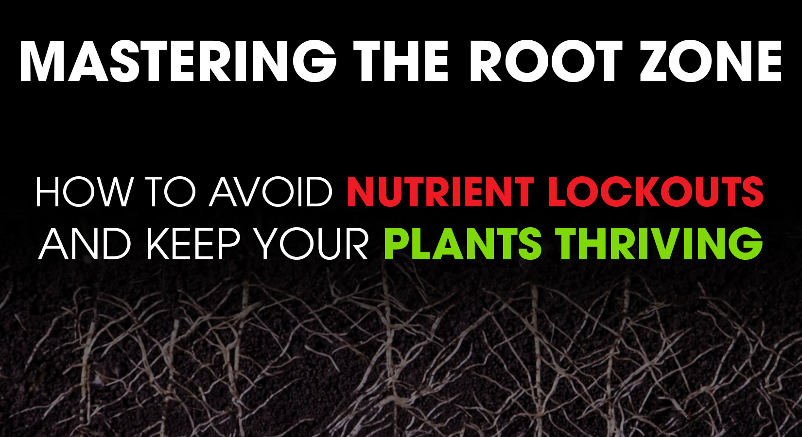 Mastering the Root Zone: How to Avoid Nutrient Lockouts and Keep Your Plants Thriving
