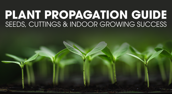 Plant Propagation Guide UK: Seeds, Cuttings & Indoor Growing Tips - Holland Horticulture