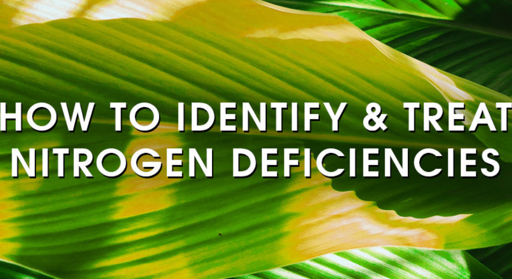 Identify and Prevent Nitrogen Dificiencies Blog Image