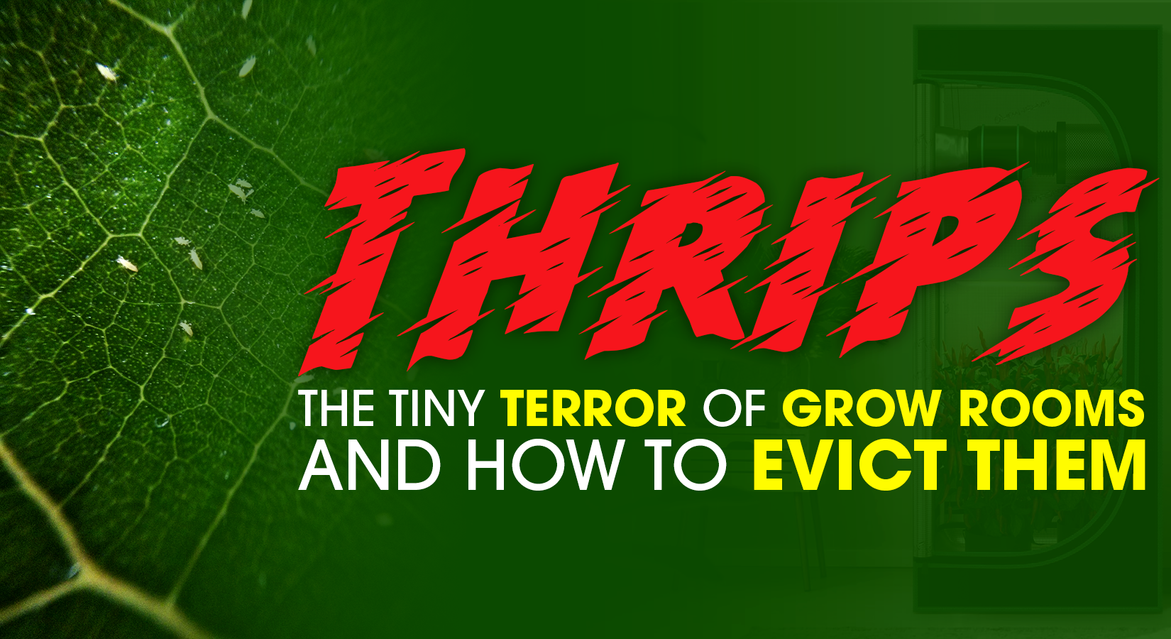 Thrips Blog Cover Image