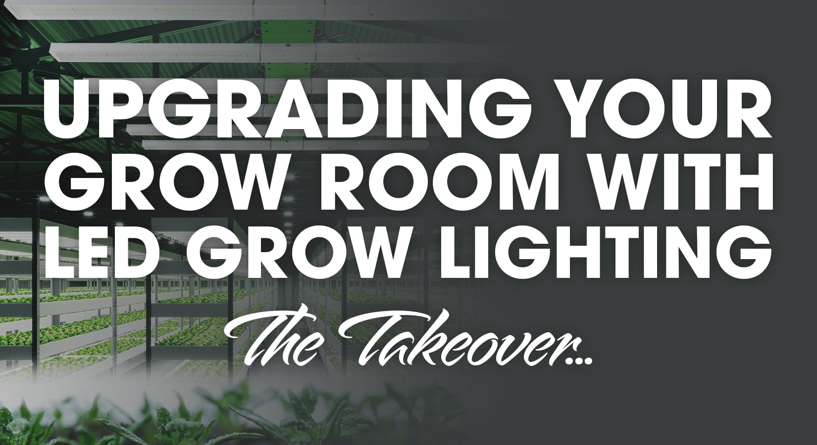 Upgrading Your Grow Room with LED Lighting Blog Cover Image