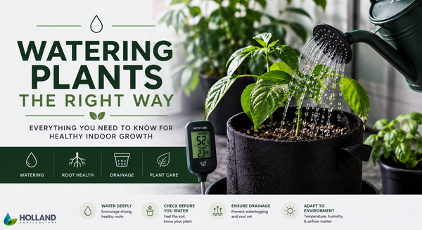 How to Water Indoor Plants Properly: A Complete Guide for Healthy Growth - Holland Horticulture