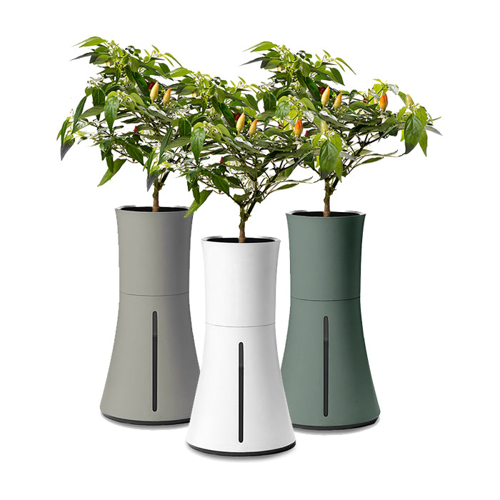 self watering hydroponic planter Botanium Self-watering Single Planter at Holland Horticulture