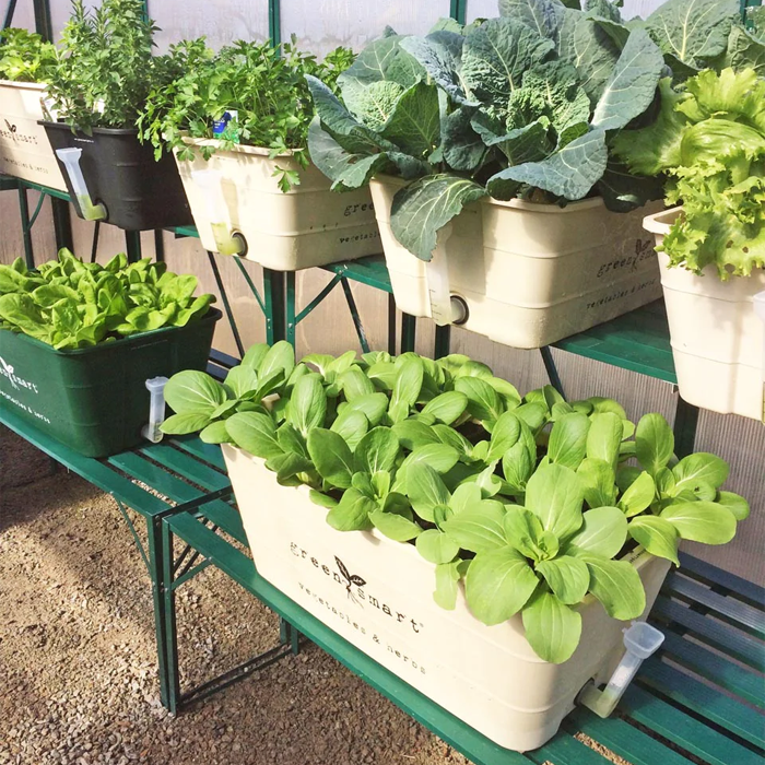 image of herbs growing inside green smart pots