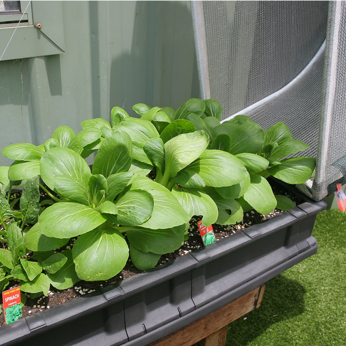 Growing Spinach in a small Vegepod Garden Bed