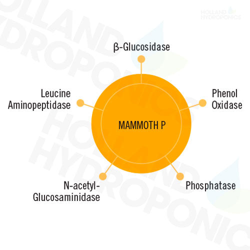 Mammoth P Enzyme