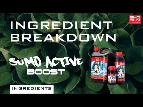 Ingredients breakdown video of Shogun Sumo Active Boost