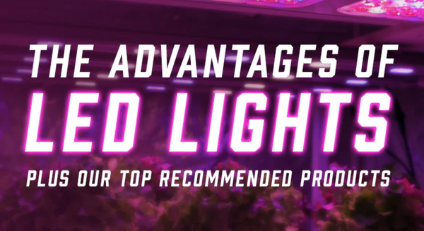 The Advantages of LED Grow Lights