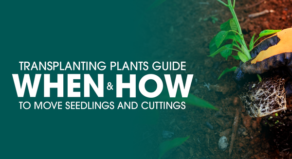 Transplanting Plants Guide: When & How to Move Seedlings
