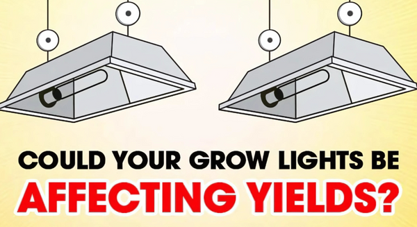 Could Your Grow Lights Be Affecting Yields?