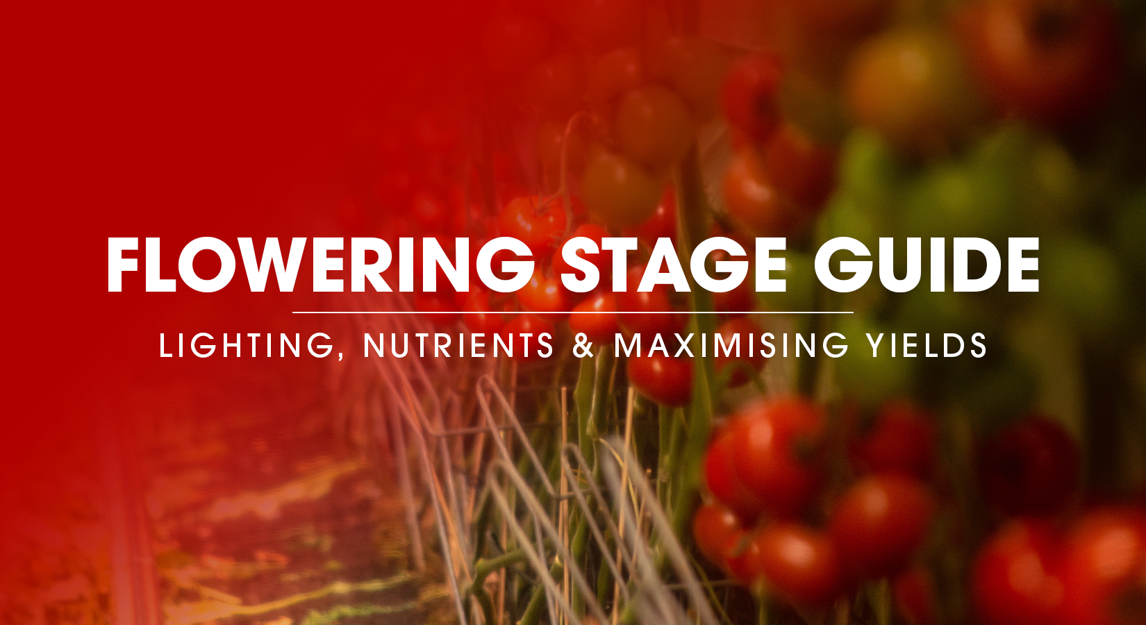 Flowering Stage Guide: Lighting, Nutrients & Maximising Yields