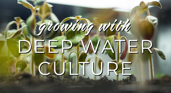 Growing with Deep Water Culture (DWC)