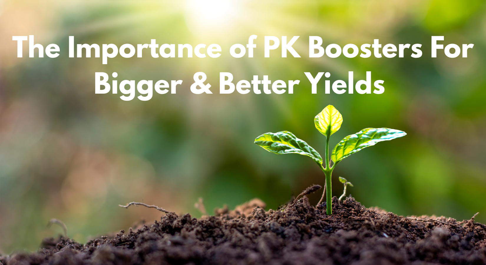 The importacnce of PK boosters blog cover image