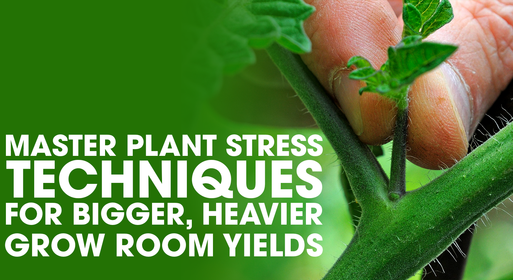 Master Plant Stress Techniques for Bigger, Heavier Grow Room Yields