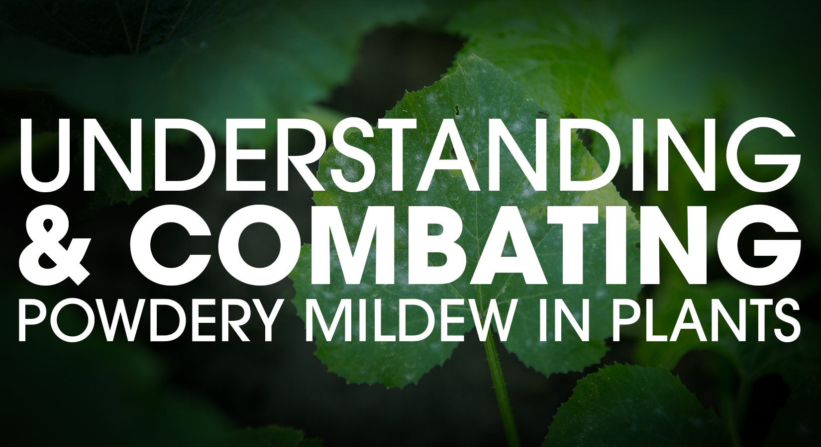 Understanding and Combating Powdery Mildew in Plants Blog Cover Image