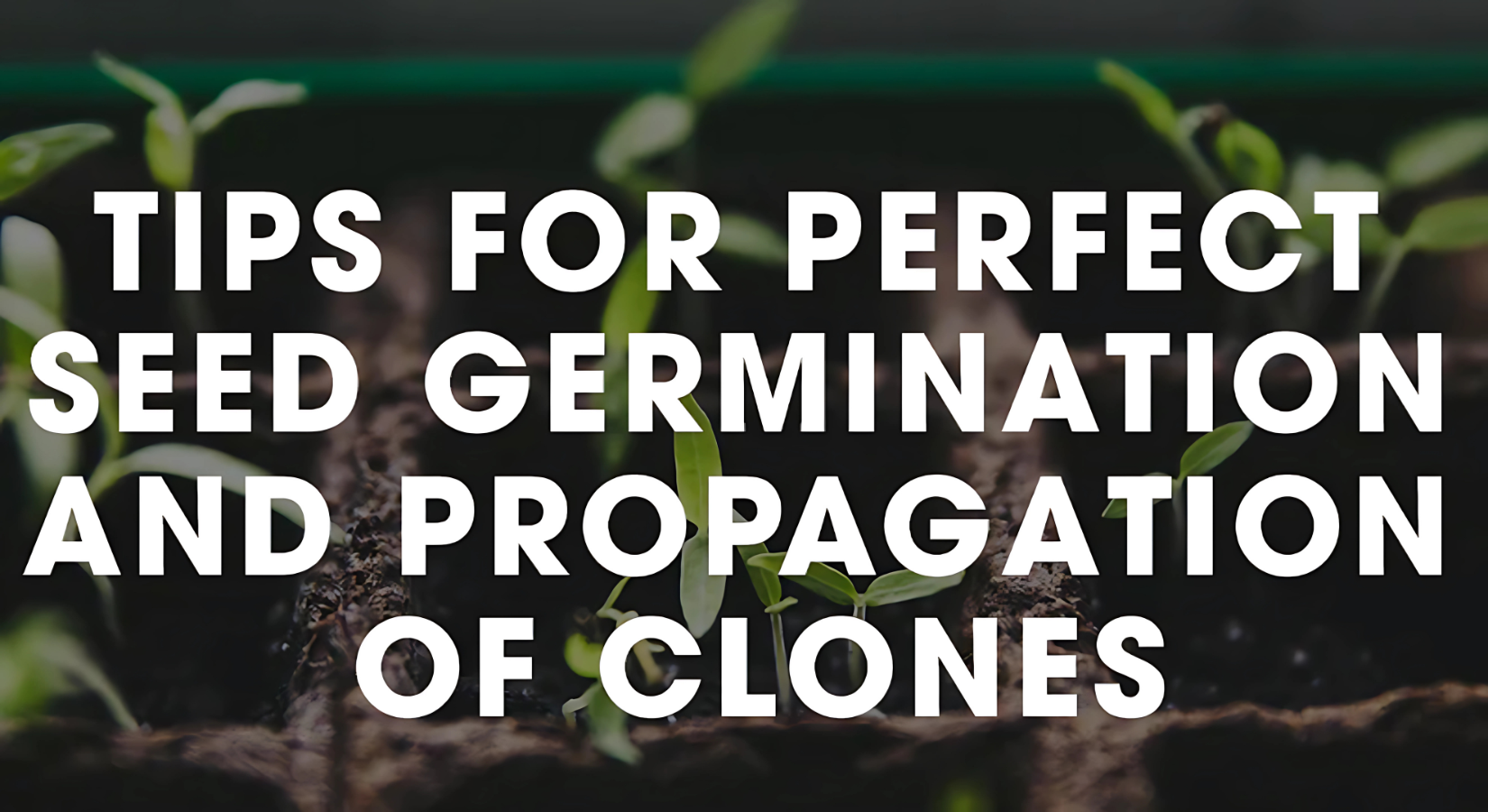 Tips For Perfect Seed Germination And Propagation Of Clones