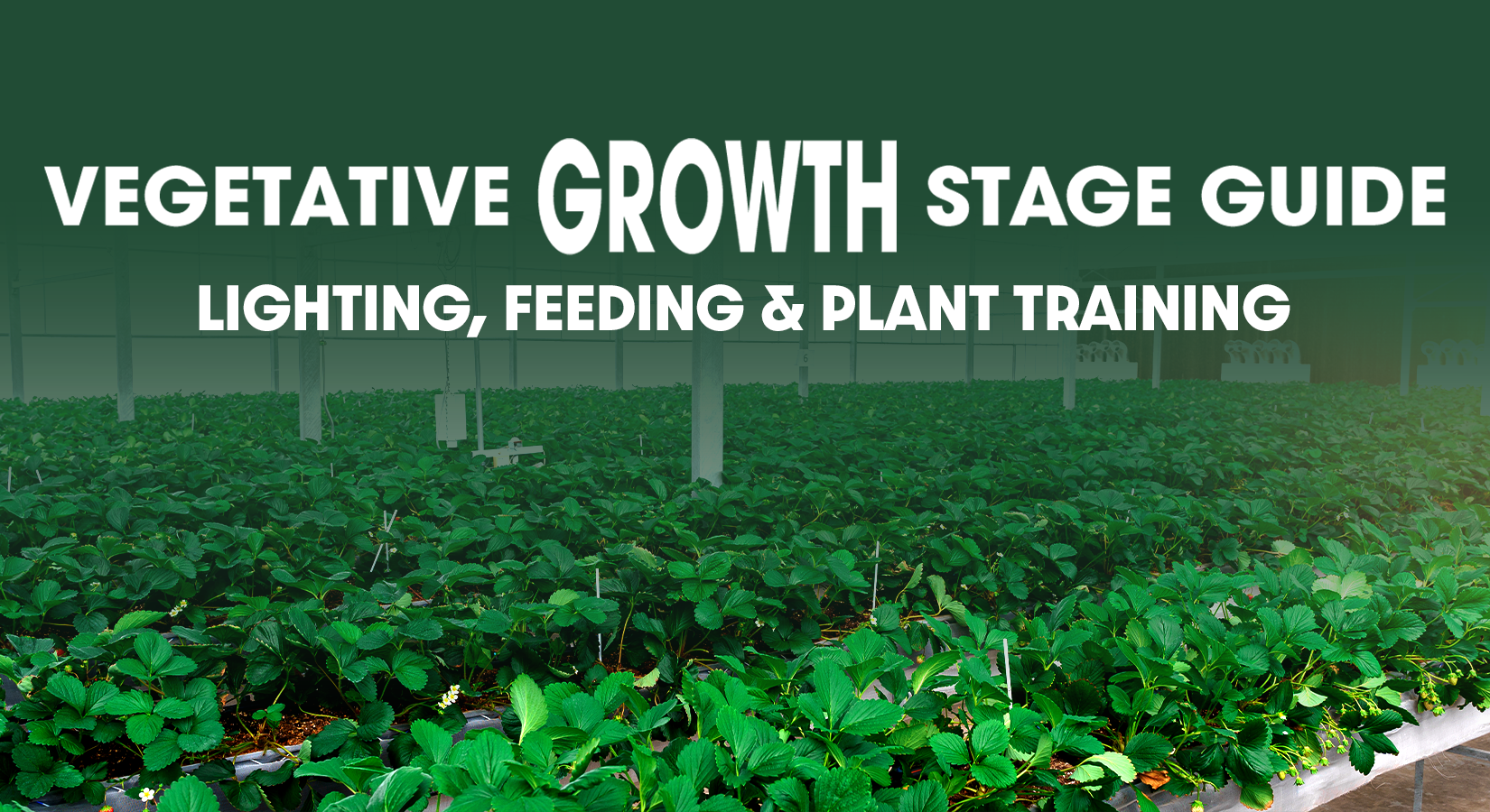 Vegetative Growth Stage Guide: Lighting, Feeding & Plant Training