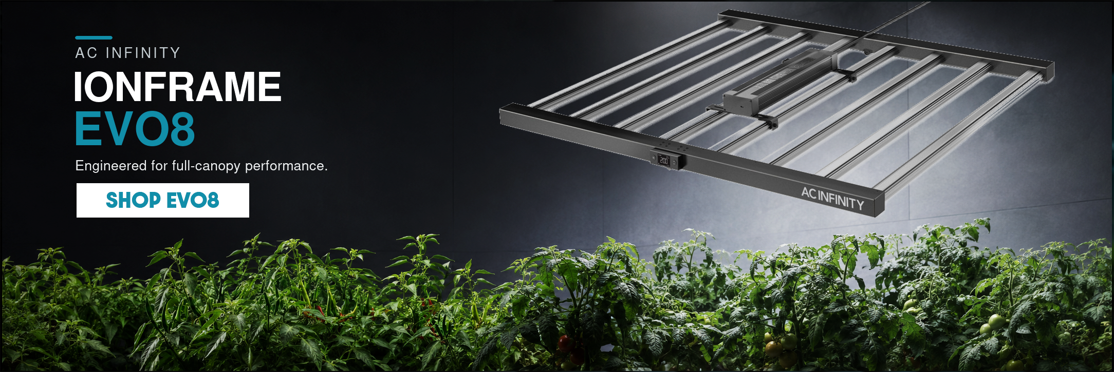 AC Infinity IONFRAME EVO8 730W full-spectrum LED grow light above chilli and tomato plants