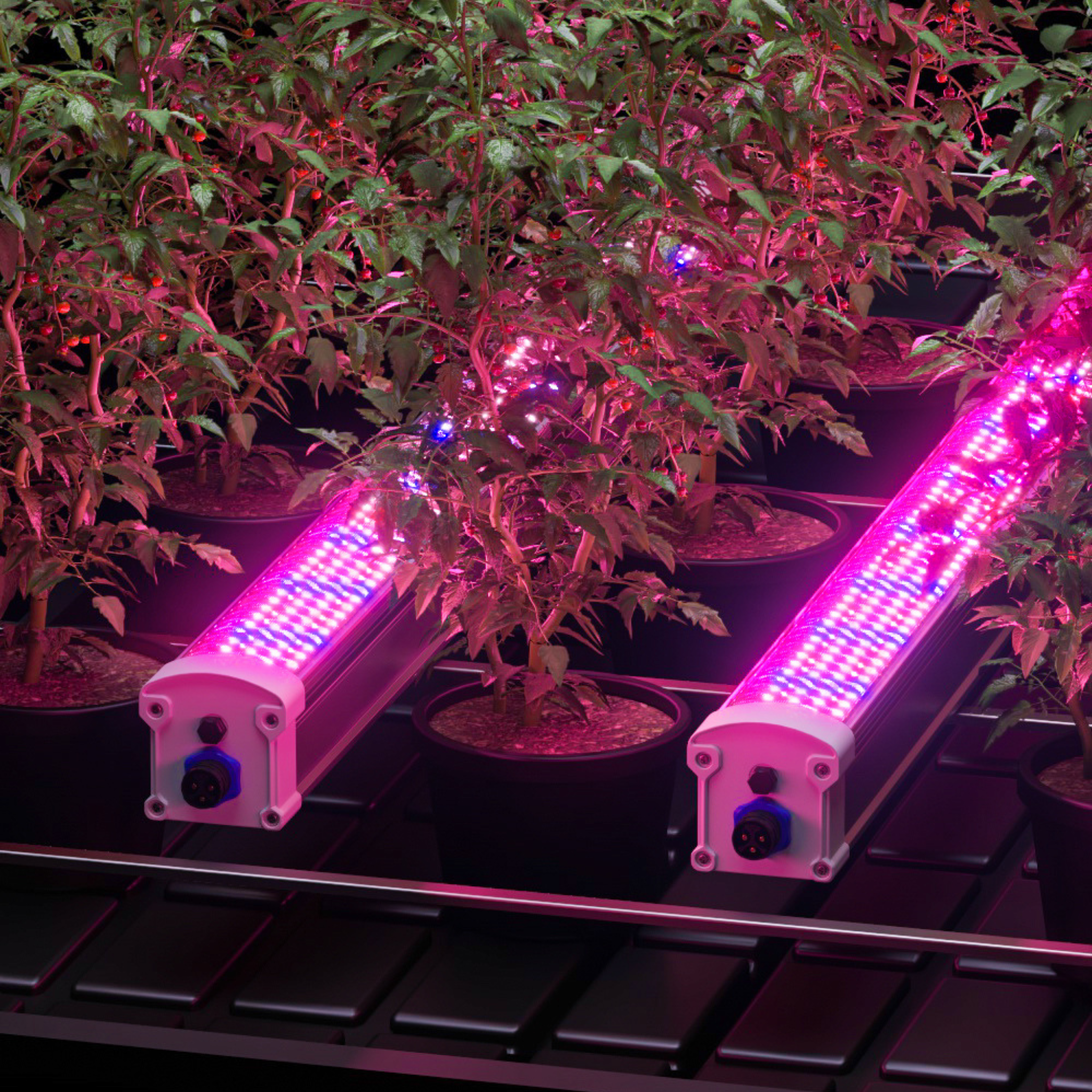 Kaizen LEDs Under Canopy