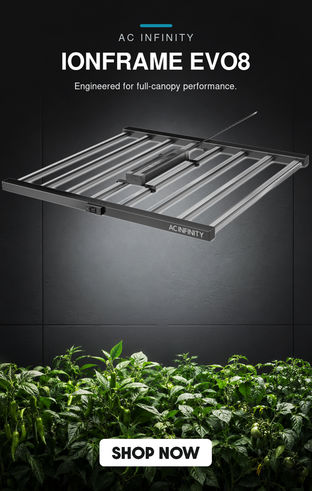 AC Infinity IONFRAME EVO8 730W full-spectrum LED grow light above chilli and tomato plants