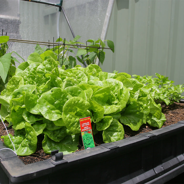 Lettuce growing in the Medium Vegepod Garden Bed